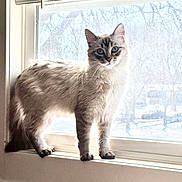 Norma Jean joined the competition — help win amazing prizes! backlit, blinds, blue_eyes, cat, cozy, ears, feline, fur, home, indoor, looking_at_camera, mammal, paws, pet, portrait, silhouette, sunlight, whiskers, window_screen, windowsill