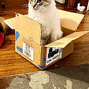 Norma Jean is registered to the contest to win money with this photo: cat, cardboard_box, indoor, wooden_floor, rug, door, curious, fluffy, pet, animal, home, container, sitting, feline, light, shadow, cozy, domestic, whiskers, blue_eyes