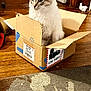 cat, cardboard_box, indoor, wooden_floor, rug, door, curious, fluffy, pet, animal, home, container, sitting, feline, light, shadow, cozy, domestic, whiskers, blue_eyes