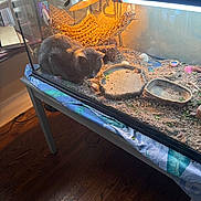 Carmin joined the competition — help win amazing prizes! cat, grey_cat, terrarium, glass_tank, hammock, heat_lamp, substrate, food_bowl, shells, pebbles, table, towel, hardwood_floor, window, sunlight, reflection, indoor_pet, enclosure, decor, pet_housing