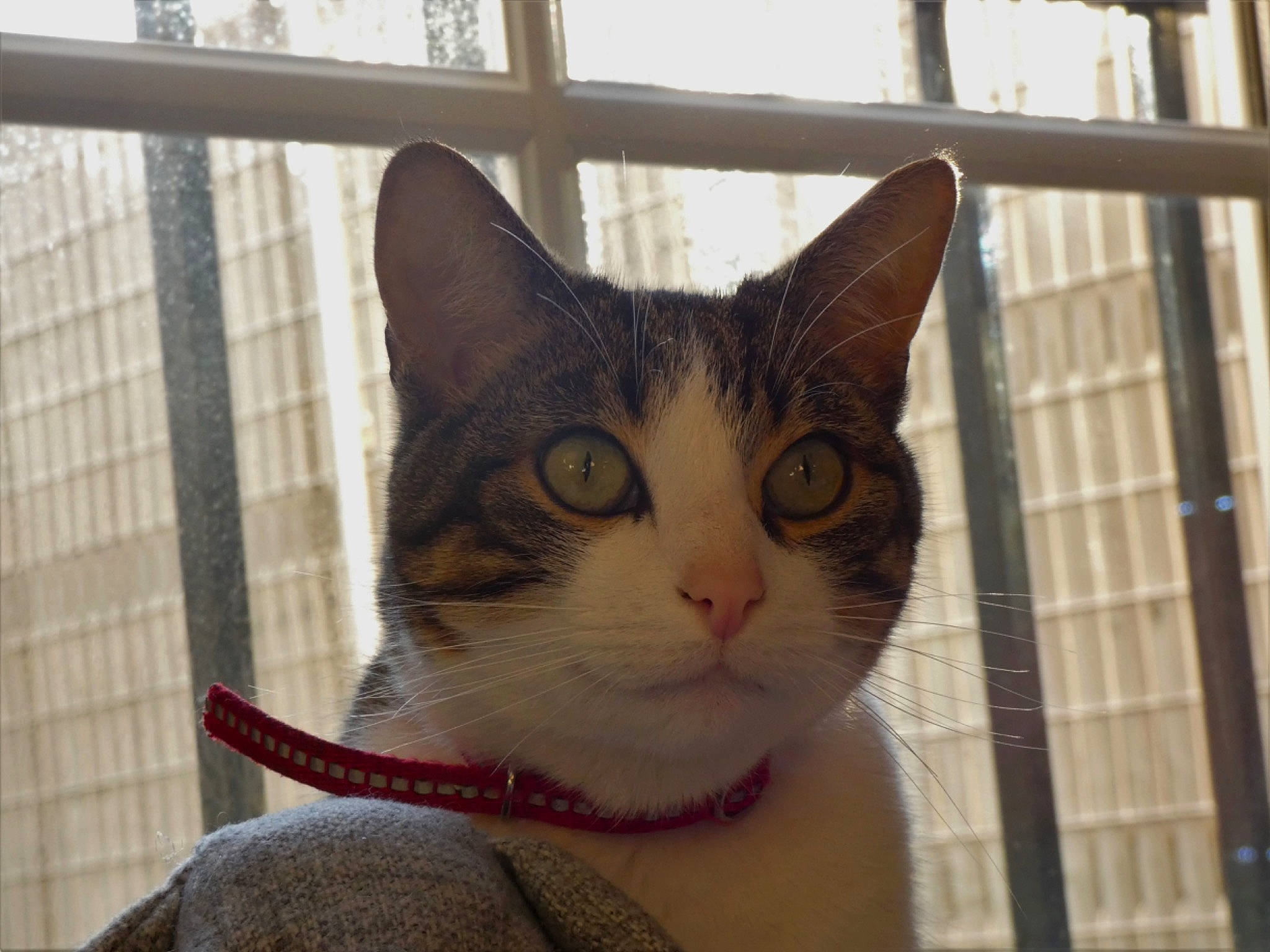 Ibis participe au concours pour gagner de l'argent avec cette photo : aegean_cat, american_wirehair, animal_shelter, asian, carnivore, cat, domestic_short_haired_cat, european_shorthair, eye, fawn, felidae, german_rex, kitten, mammal, ojos_azules, small_to_medium_sized_cats, tabby_cat, vertebrate, whiskers, window