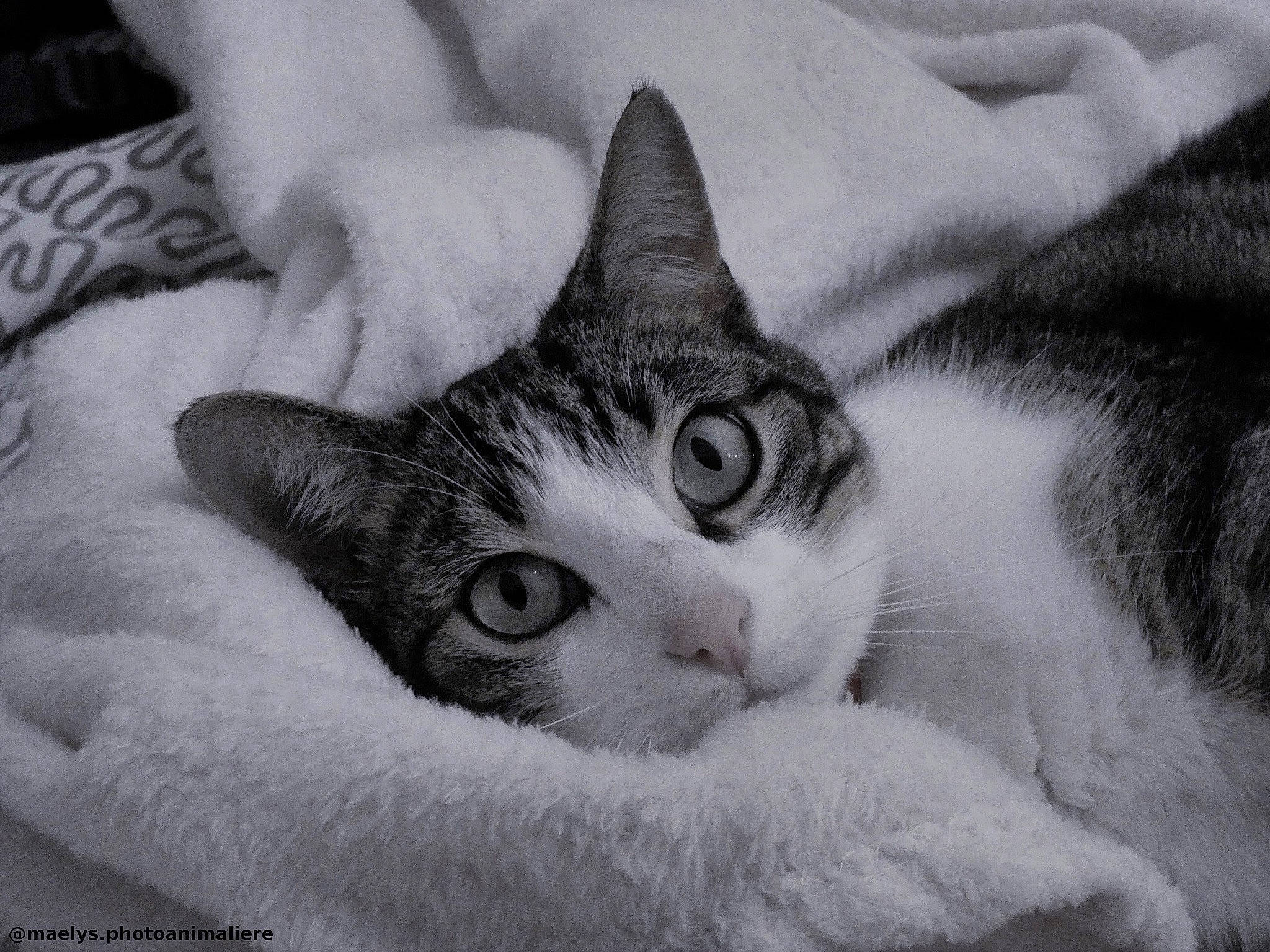 Ibis a rejoint le concours — aidez-le/la à gagner de superbes lots ! aegean_cat, american_wirehair, asian, black_and_white, carnivore, cat, domestic_short_haired_cat, european_shorthair, eye, felidae, fur, kitten, mammal, nap, nose, photography, small_to_medium_sized_cats, snout, tabby_cat, whiskers