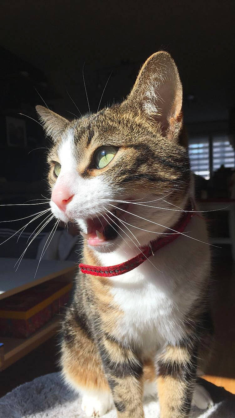 Ibis a rejoint le concours — aidez-le/la à gagner de superbes lots ! aegean_cat, american_shorthair, american_wirehair, asian, carnivore, cat, domestic_short_haired_cat, dragon_li, european_shorthair, felidae, fur, kitten, mammal, nose, paw, small_to_medium_sized_cats, snout, tabby_cat, whiskers