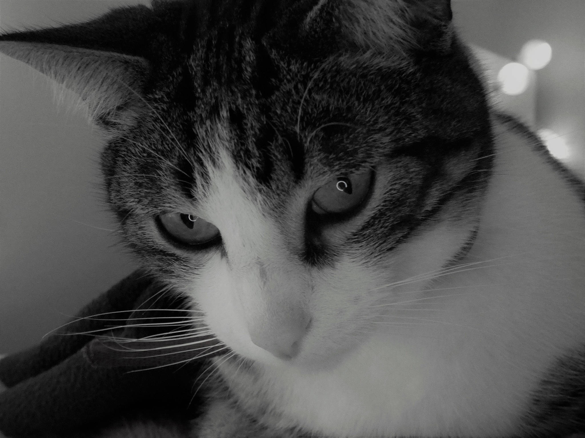 Ibis a rejoint le concours — aidez-le/la à gagner de superbes lots ! black, black_and_white, carnivore, cat, close_up, domestic_short_haired_cat, eye, felidae, fur, kitten, monochrome, monochrome_photography, nose, organ, photography, small_to_medium_sized_cats, snapshot, snout, whiskers, white