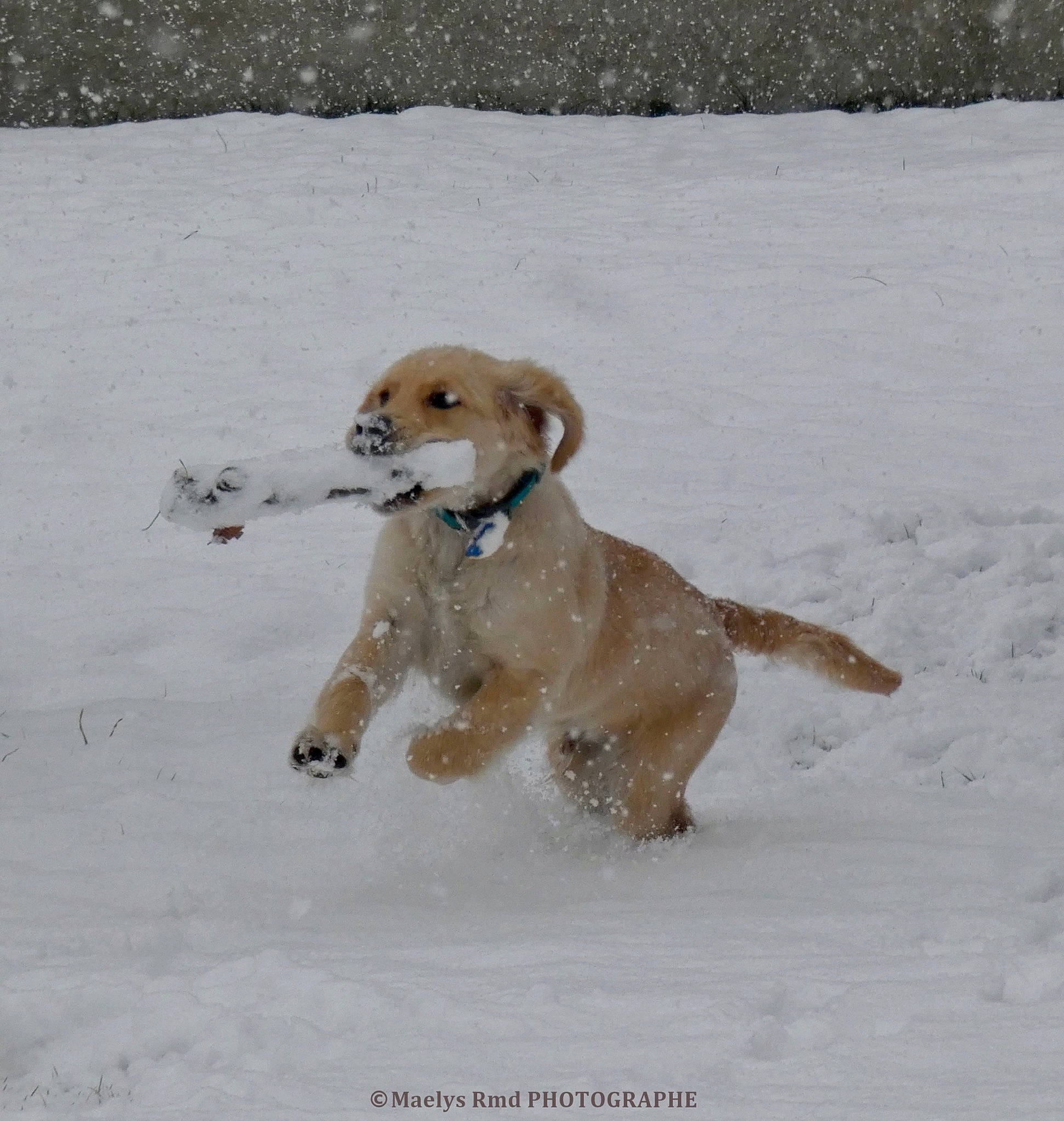 Pastis participe au concours pour gagner de l'argent avec cette photo : basset_fauve_de_bretagne, canidae, carnivore, companion_dog, dog, dog_breed, golden_retriever, mammal, puppy, rare_breed_dog, snow, sporting_group, styrian_coarse_haired_hound, vertebrate, winter