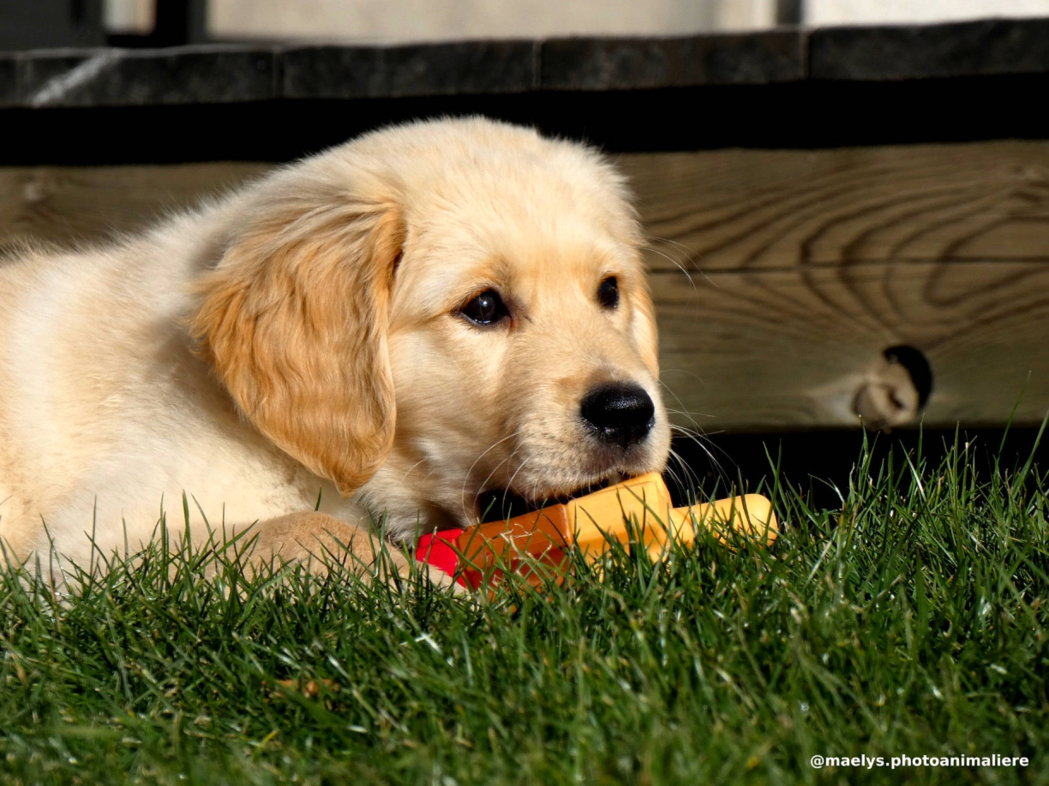 Pastis a rejoint le concours — aidez-le/la à gagner de superbes lots ! akbash_dog, canidae, carnivore, companion_dog, dog, dog_breed, fawn, golden_retriever, grass, hovawart, labrador_retriever, mammal, puppy, retriever, small_greek_domestic_dog, snout, sporting_group, vertebrate