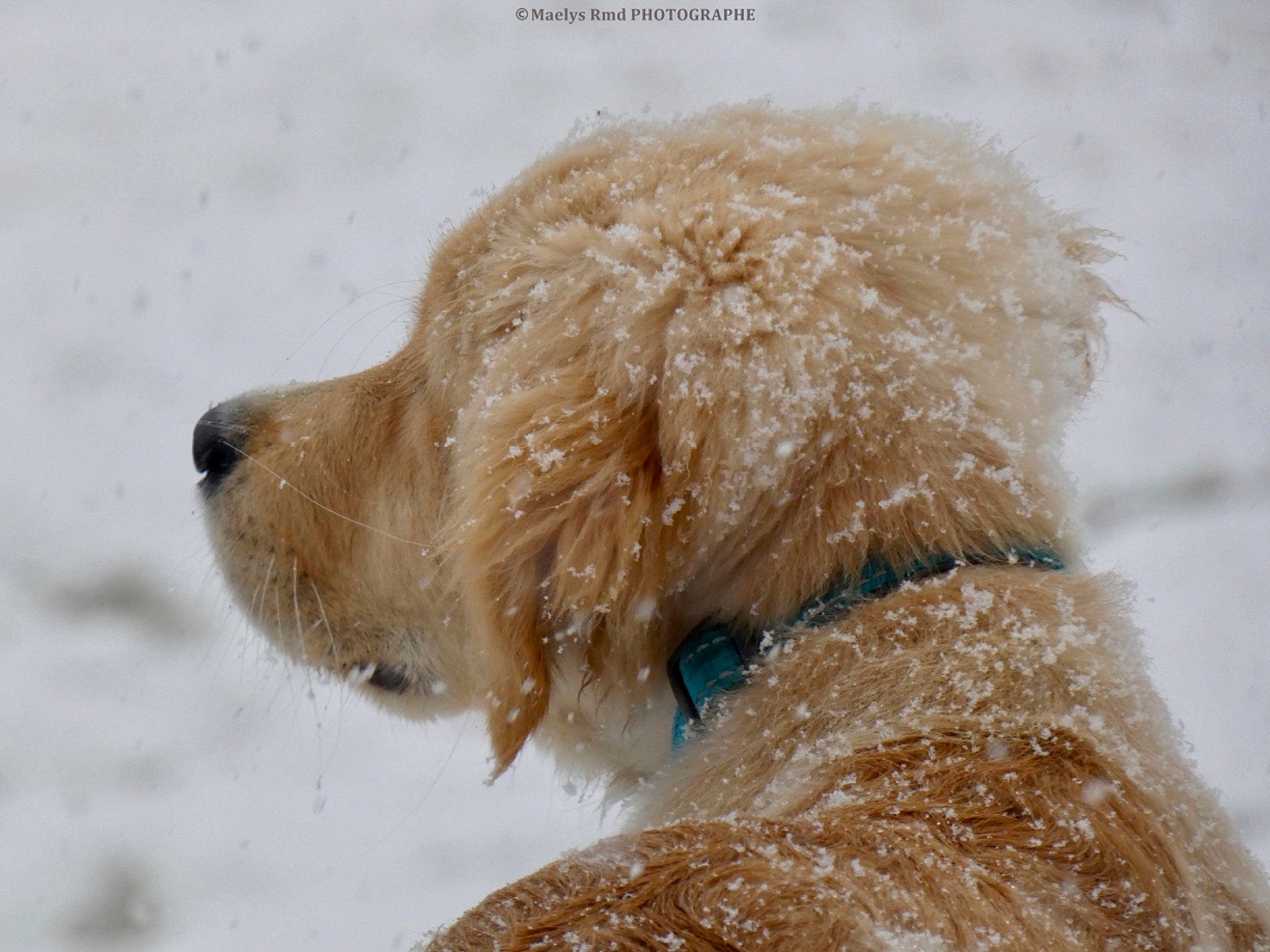 Pastis participe au concours pour gagner de l'argent avec cette photo : canidae, carnivore, cockapoo, companion_dog, dog, dog_breed, dutch_smoushond, golden_retriever, goldendoodle, labradoodle, miniature_poodle, non_sporting_group, poodle, poodle_crossbreed, snout, sporting_group, standard_poodle, styrian_coarse_haired_hound, toy_dog, toy_poodle