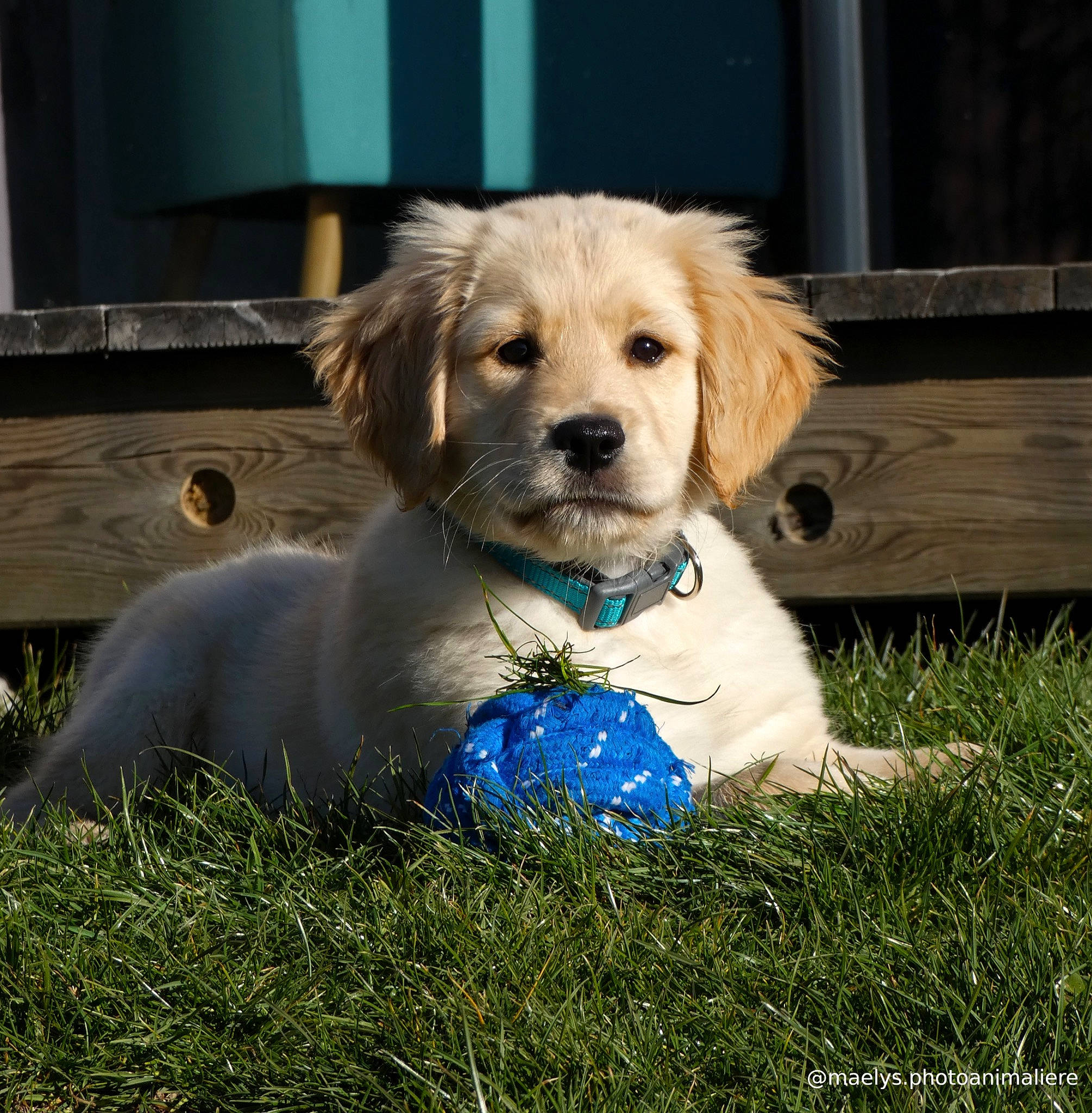 Pastis a rejoint le concours — aidez-le/la à gagner de superbes lots ! canidae, carnivore, cavachon, cavapoo, companion_dog, dog, dog_breed, fawn, golden_retriever, lhasa_apso, mammal, morkie, poodle_crossbreed, puppy, puppy_love, rare_breed_dog, schnoodle, sporting_group, vertebrate