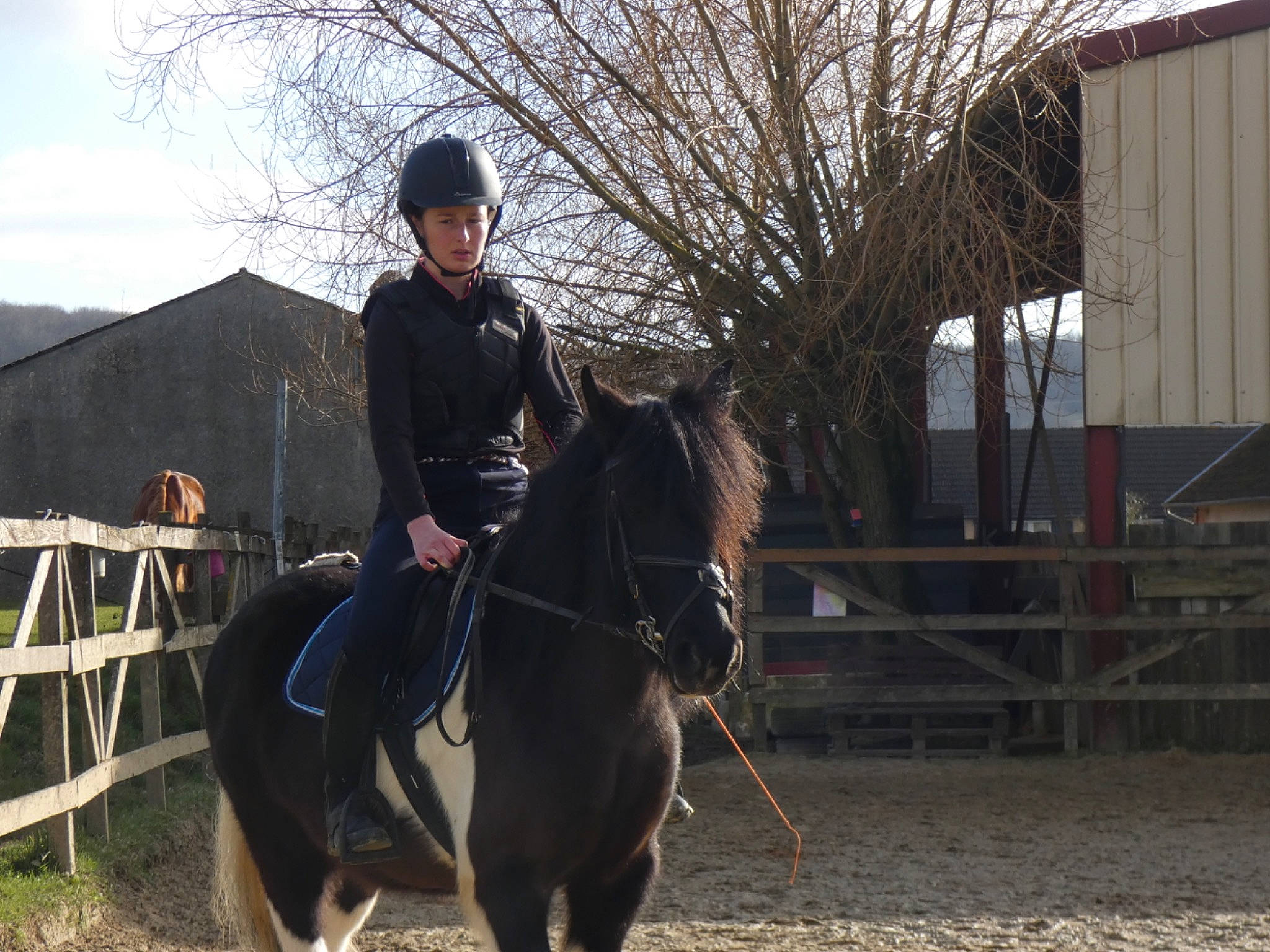 Vegas a rejoint le concours — aidez-le/la à gagner de superbes lots ! animal_sports, bridle, equestrian_sport, equestrianism, equitation, halter, horse, horse_supplies, horse_tack, hunt_seat, mammal, mane, mare, pack_animal, recreation, rein, saddle, stallion, vertebrate, western_riding