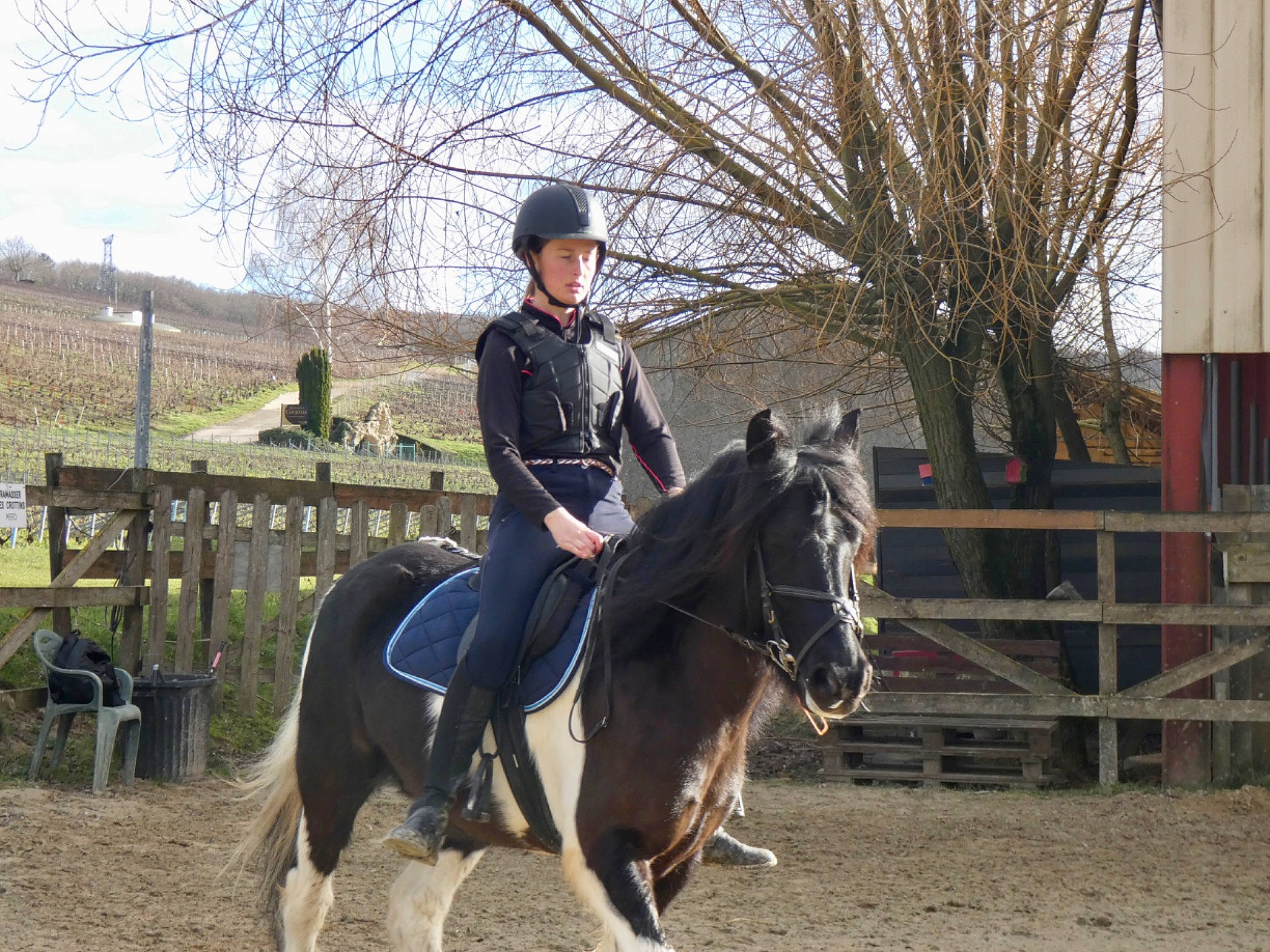 Vegas a rejoint le concours — aidez-le/la à gagner de superbes lots ! animal_sports, bridle, equestrian, equestrian_sport, equestrianism, equitation, halter, horse, horse_supplies, horse_tack, mammal, mare, outdoor_recreation, pack_animal, recreation, rein, saddle, stallion, vertebrate, western_riding