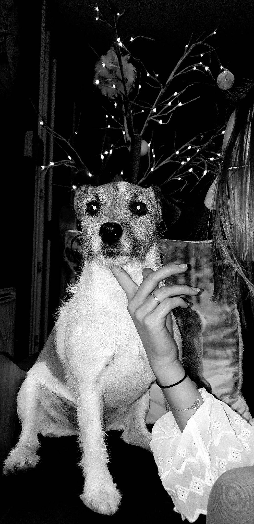 Lol participe au concours pour gagner de l'argent avec cette photo : black_and_white, canidae, carnivore, companion_dog, dog, dog_breed, ear, feist, fox_terrier, mammal, monochrome, parson_russell_terrier, puppy, rare_breed_dog, rat_terrier, russell_terrier, snout, tenterfield_terrier, whiskers