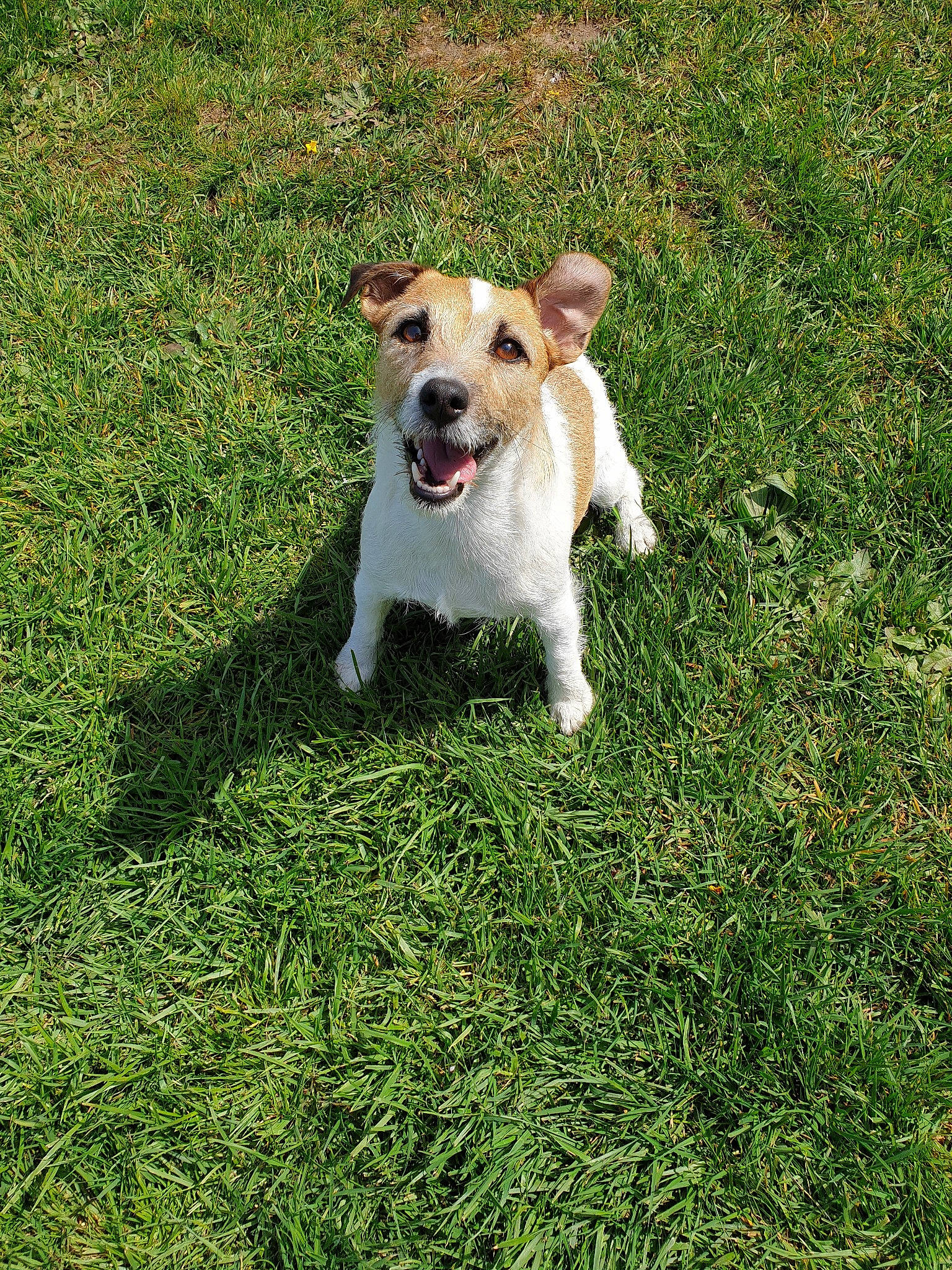 Lol a rejoint le concours — aidez-le/la à gagner de superbes lots ! canidae, carnivore, companion_dog, dog, dog_breed, fawn, fox_terrier, grass, irishjacks, jack_russell_terrier, mammal, parson_russell_terrier, plant, puppy, rare_breed_dog, russell_terrier, smooth_fox_terrier, sporting_group, terrier, vertebrate