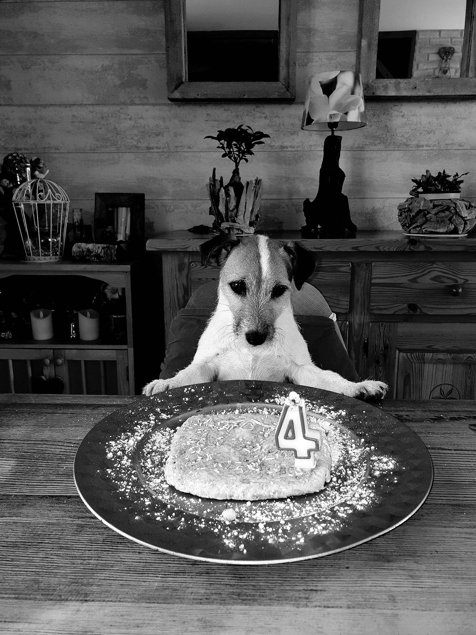 Lol a rejoint le concours — aidez-le/la à gagner de superbes lots ! black_and_white, canidae, carnivore, companion_dog, dog, dog_breed, fox_terrier, jack_russell_terrier, monochrome, parson_russell_terrier, rat_terrier, russell_terrier, sitting, table, terrier