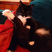 Penelope joined the competition — help win amazing prizes! cat, black_and_white, fluffy, paw, couch, blanket, indoor, relaxing, pet, whiskers, fur, orange, teal, feline, cute, animal, domestic, resting, playful, cozy