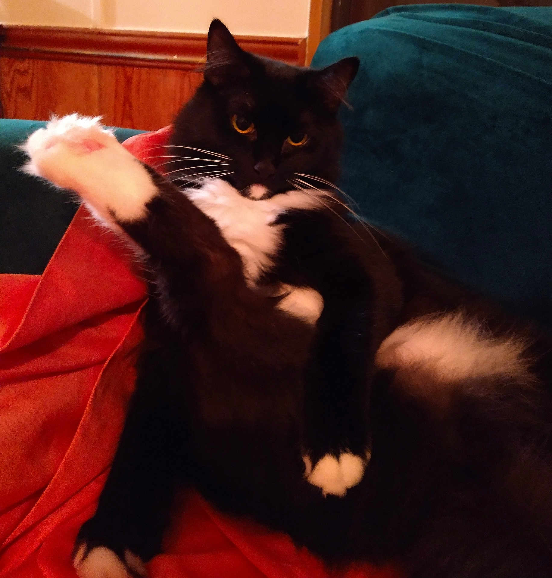 Penelope joined the competition — help win amazing prizes! cat, black_and_white, fluffy, paw, couch, blanket, indoor, relaxing, pet, whiskers, fur, orange, teal, feline, cute, animal, domestic, resting, playful, cozy