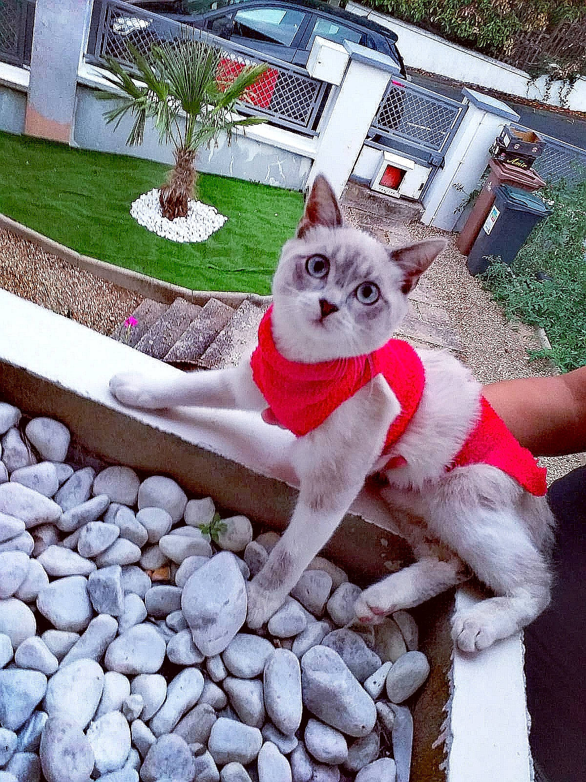 Chicha a rejoint le concours — aidez-le/la à gagner de superbes lots ! aegean_cat, asian, carnivore, cat, domestic_short_haired_cat, european_shorthair, fawn, felidae, kitten, plant, polydactyl_cat, ragdoll, small_to_medium_sized_cats, tail, tree, turkish_angora, turkish_van, whiskers