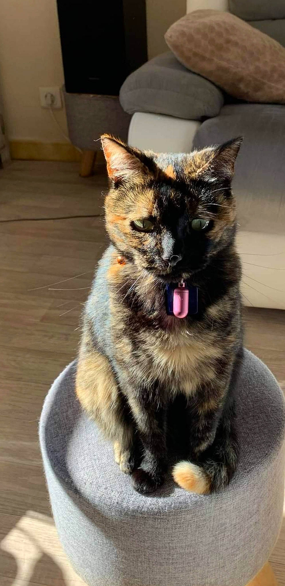 Chrystale a rejoint le concours — aidez-le/la à gagner de superbes lots ! carnivore, cat, claw, collar, domestic_short_haired_cat, felidae, flooring, foot, fur, houseplant, paw, sitting, small_to_medium_sized_cats, snout, tail, whiskers