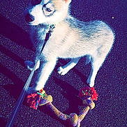 Helton participe au concours pour gagner de l'argent avec cette photo : puppy, dog, husky, leash, toy, rope_toy, outdoor, asphalt, shadow, pet, animal, playful, cute, young_dog, walk, daylight, ears, fur, collar, pet_accessory