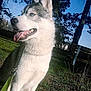 Helton a rejoint le concours — aidez-le/la à gagner de superbes lots ! dog, siberian_husky, outdoor, grass, tree, bench, leash, sunny, pet, canine, tongue_out, blue_eyes, fur, nature, park, daytime, animal, mammal, happy, portrait