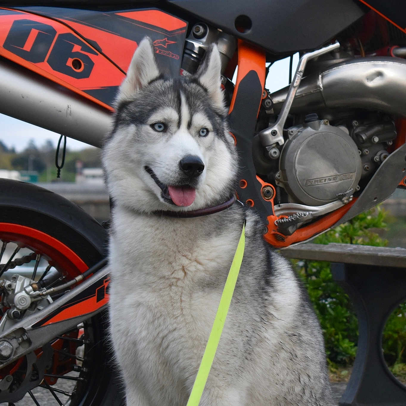 Helton participe au concours pour gagner de l'argent avec cette photo : animal, bench, blue_eyes, collar, dirt_bike, dog, gray_fur, husky, leash, metal, motorcycle, outdoor, park, pet, seat, tire, tongue_out, vehicle, wheel, white_fur