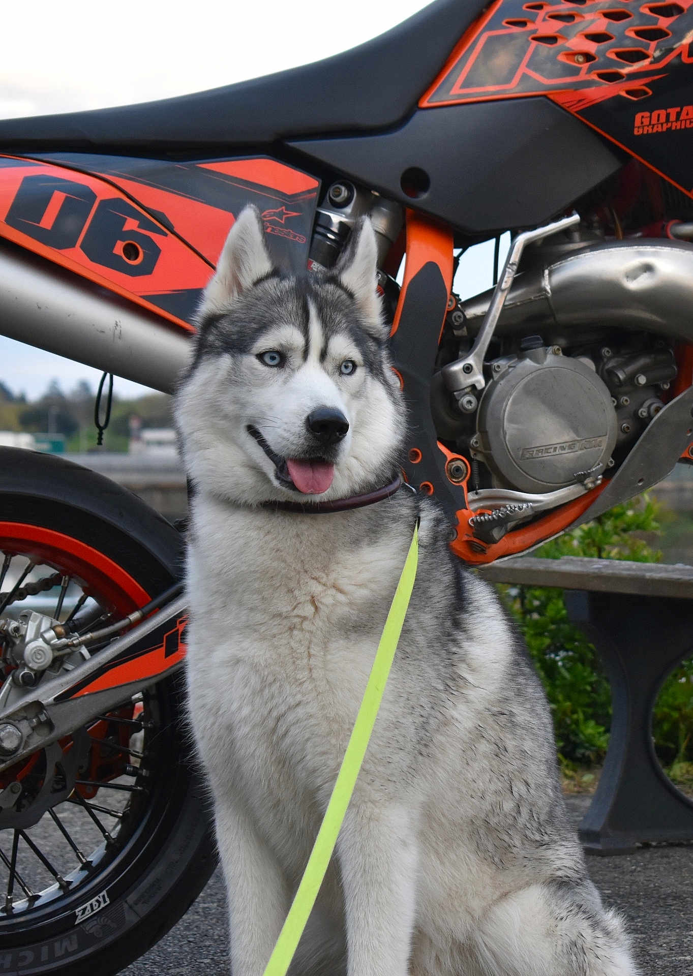 Helton participe au concours pour gagner de l'argent avec cette photo : dog, husky, blue_eyes, leash, motorcycle, dirt_bike, outdoor, animal, pet, vehicle, wheel, metal, seat, tire, park, bench, gray_fur, white_fur, tongue_out, collar