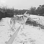Helton participe au concours pour gagner de l'argent avec cette photo : dog, husky, snow, leash, winter, path, trees, bushes, outdoor, animal, pet, canine, black_and_white, nature, footprints, grass, landscape, quiet, serene, park