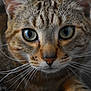 cat, tabby, close_up, whiskers, green_eyes, pet, animal, feline, curious, face, ears, fur, indoor, cozy, soft, blanket, portrait, looking, cute, domestic_animal