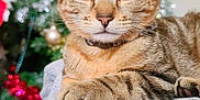Rio a rejoint le concours — aidez-le/la à gagner de superbes lots ! cat, tabby_cat, animal, pet, feline, close_up, blanket, christmas_tree, ornaments, holiday, indoor, cozy, relaxed, fur, whiskers, ears, green_eyes, soft_texture, decorations, festive
