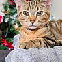 cat, tabby_cat, animal, pet, feline, close_up, blanket, christmas_tree, ornaments, holiday, indoor, cozy, relaxed, fur, whiskers, ears, green_eyes, soft_texture, decorations, festive