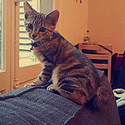 Rio a rejoint le concours — aidez-le/la à gagner de superbes lots ! cat, kitten, tabby, indoor, couch, furniture, window, curious, pet, domestic_animal, animal, young, whiskers, ears, collar, sitting, home, cozy, soft_lighting, background_blur