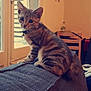 cat, kitten, tabby, indoor, couch, furniture, window, curious, pet, domestic_animal, animal, young, whiskers, ears, collar, sitting, home, cozy, soft_lighting, background_blur