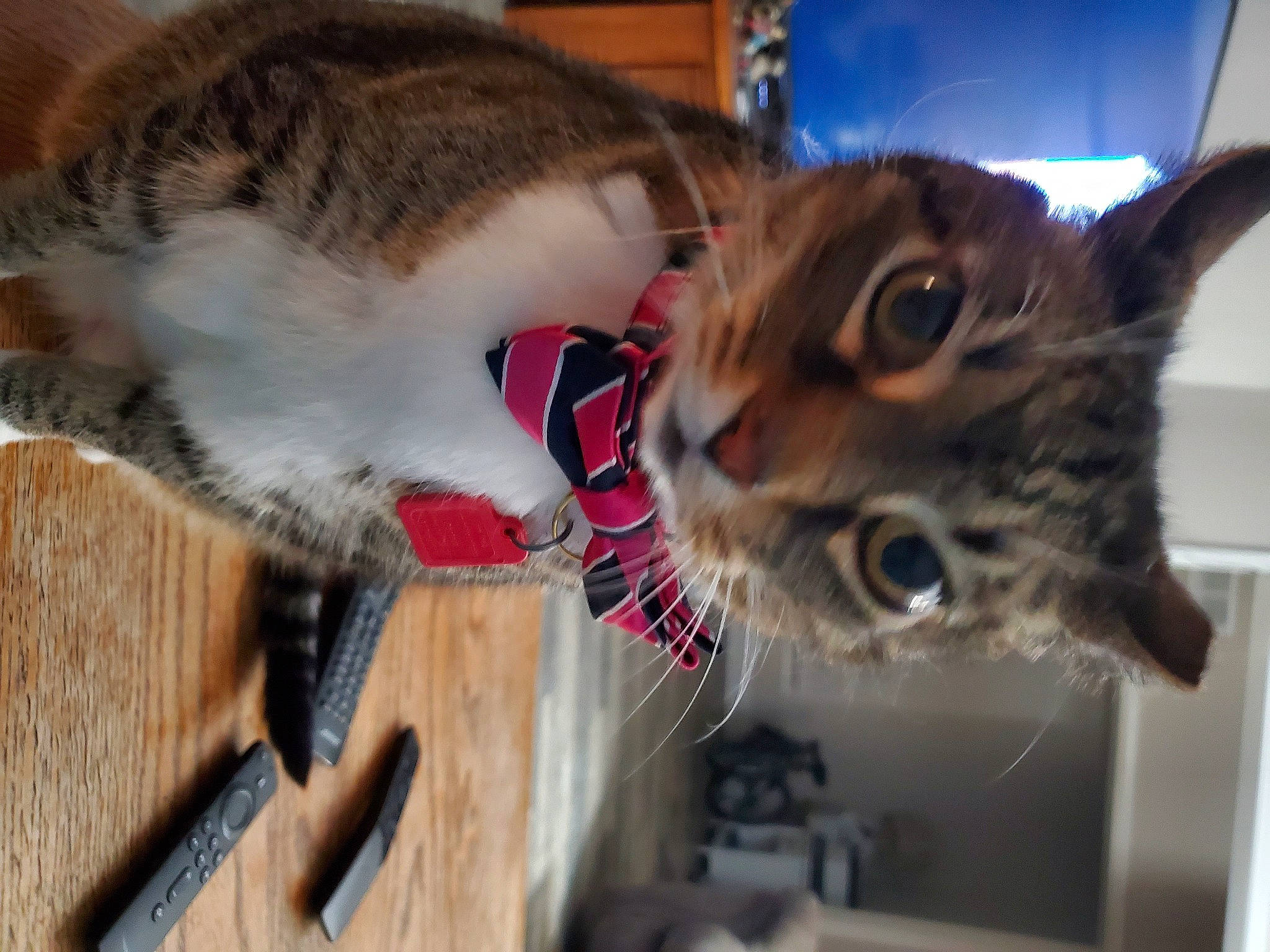 Morris is registered to the contest to win money with this photo: carnivore, cat, claw, collar, domestic_short_haired_cat, ear, felidae, fur, paw, pet_supply, small_to_medium_sized_cats, snout, tail, whiskers, wood