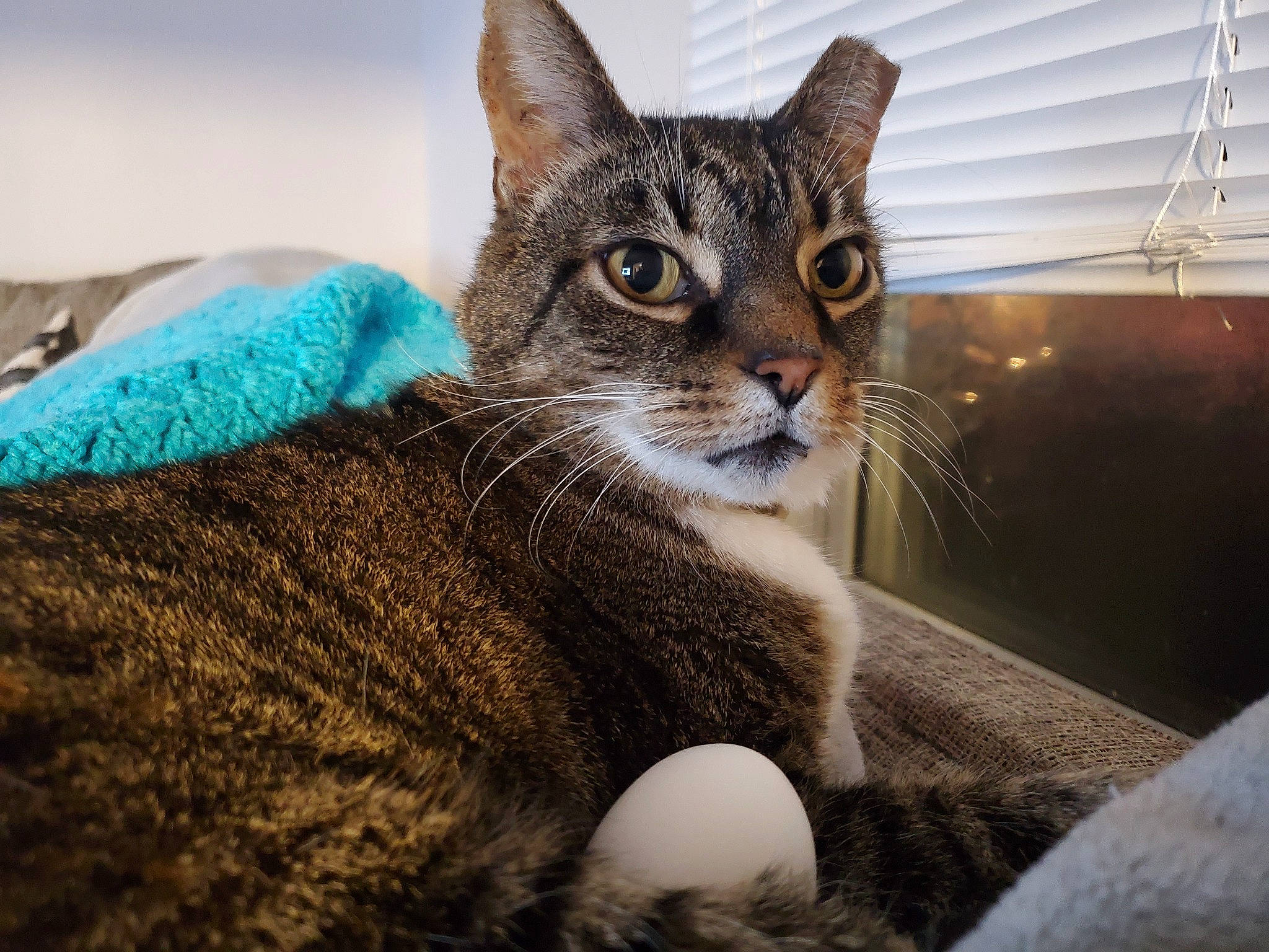 Morris joined the competition — help win amazing prizes! carnivore, cat, cat_supply, claw, comfort, domestic_short_haired_cat, eye, felidae, fur, head, paw, sitting, small_to_medium_sized_cats, snout, tail, whiskers, wildlife, window