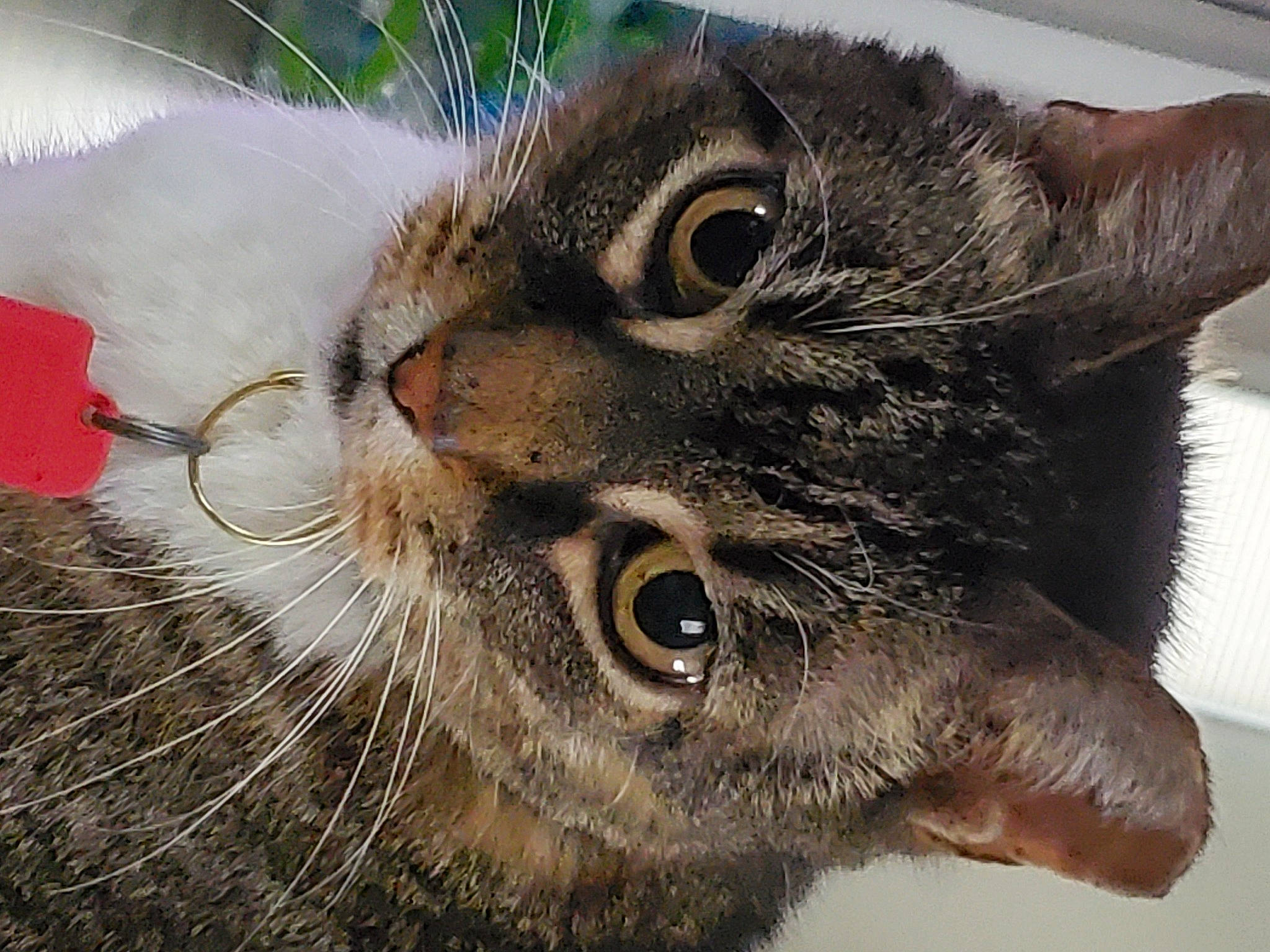 Morris joined the competition — help win amazing prizes! carnivore, cat, claw, close_up, domestic_short_haired_cat, ear, felidae, fur, grass, paw, small_to_medium_sized_cats, snout, terrestrial_animal, whiskers, wildlife, window