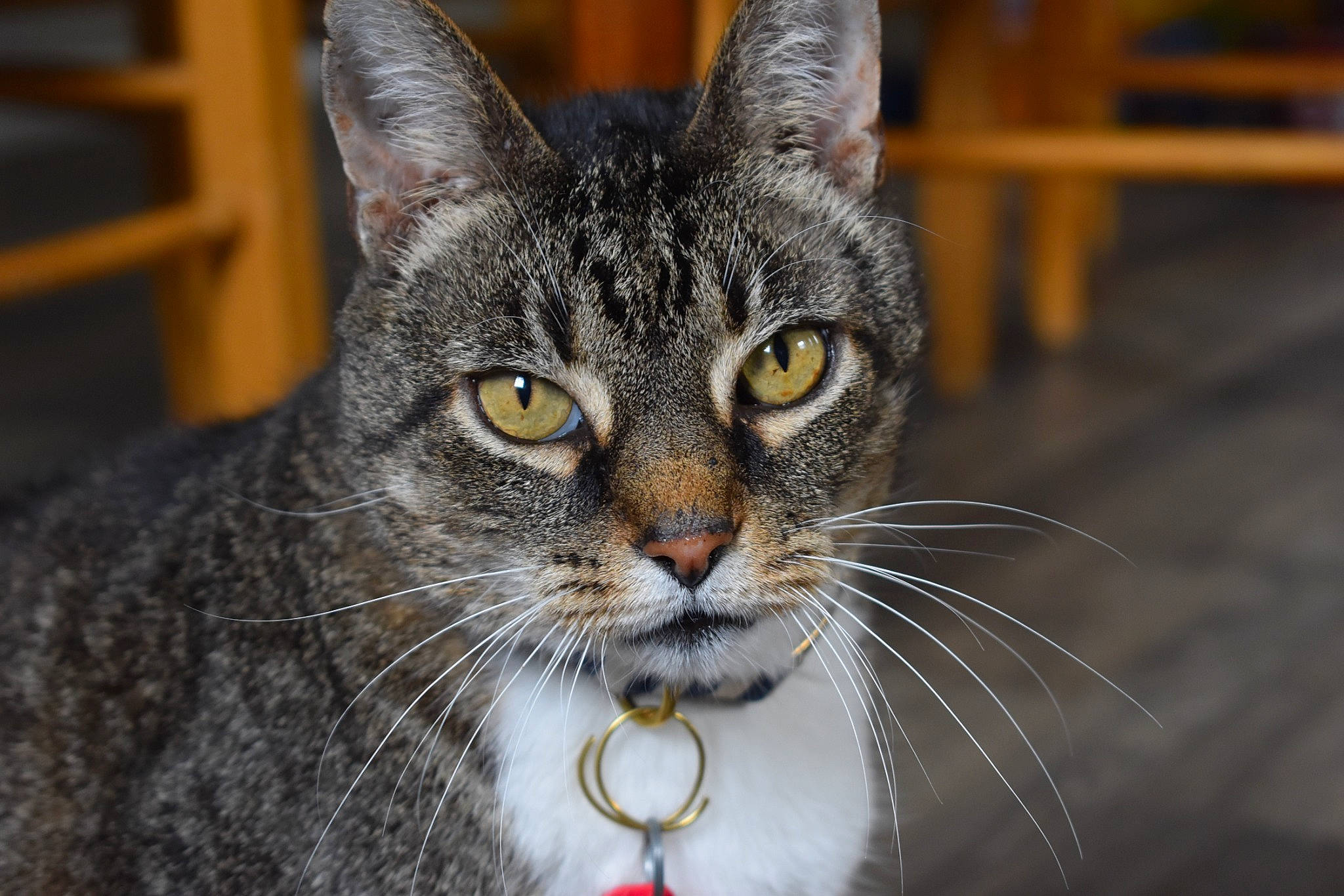 Morris joined the competition — help win amazing prizes! carnivore, cat, collar, domestic_short_haired_cat, felidae, fur, grey, iris, jewellery, small_to_medium_sized_cats, snout, terrestrial_animal, whiskers, wildlife, window