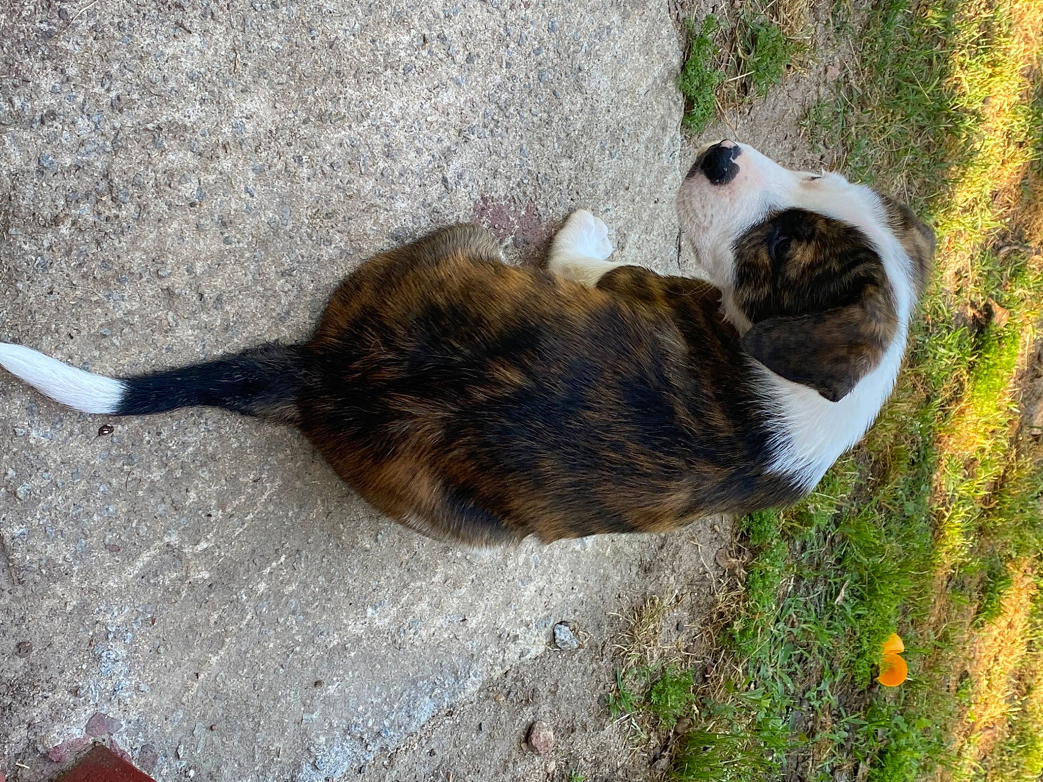 Zeus joined the competition — help win amazing prizes! canidae, carnivore, cat, dog_breed, domestic_short_haired_cat, fawn, felidae, fur, grass, groundcover, paw, plant, shadow, small_to_medium_sized_cats, snout, sporting_group, tail, terrestrial_animal, whiskers