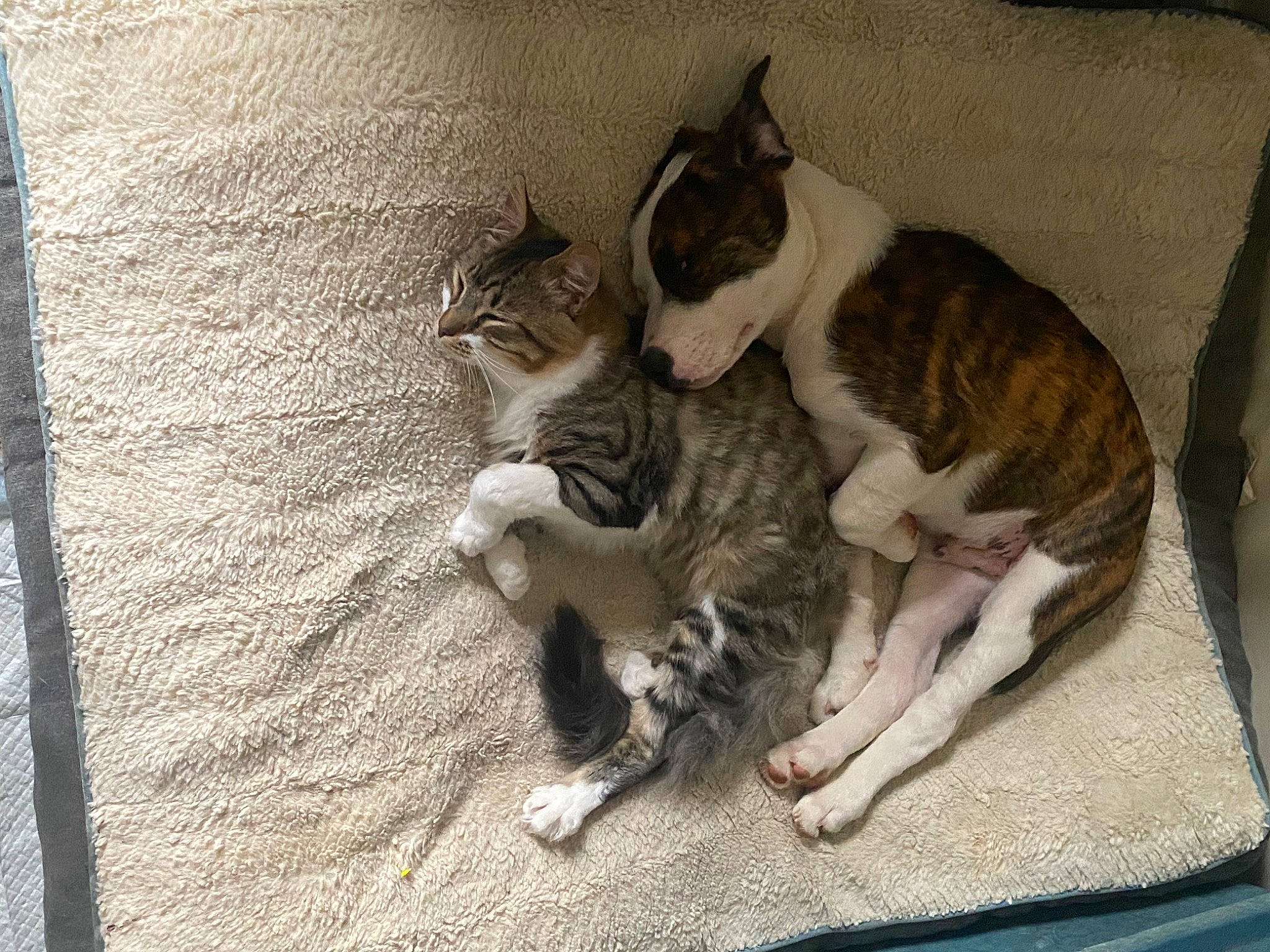 Zeus is registered to the contest to win money with this photo: carnivore, cat, claw, comfort, domestic_short_haired_cat, felidae, flooring, fur, grey, nap, paw, small_to_medium_sized_cats, snout, tail, whiskers, wood