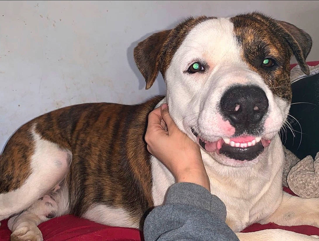 Zeus joined the competition — help win amazing prizes! canidae, carnivore, collar, comfort, companion_dog, dog, dog_breed, dog_collar, ear, fawn, fur, non_sporting_group, pattern, paw, puppy_love, snout, sporting_group, whiskers, working_animal, working_dog