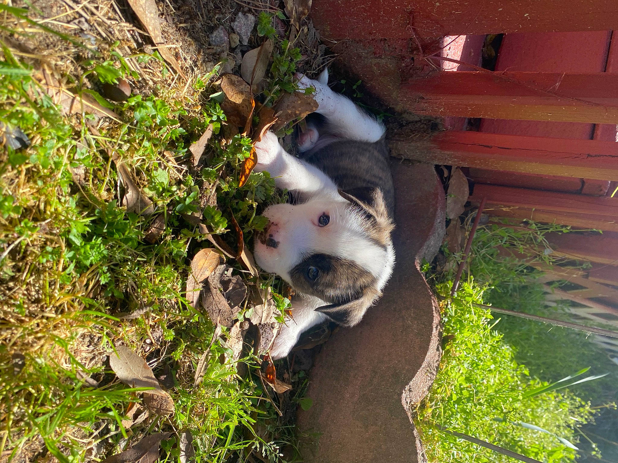 Zeus joined the competition — help win amazing prizes! adventure, canidae, carnivore, companion_dog, dog, dog_breed, fawn, football, grass, plant, snout, soil, sporting_group, terrestrial_animal, toy, tree, twig, whiskers, wildlife, wood