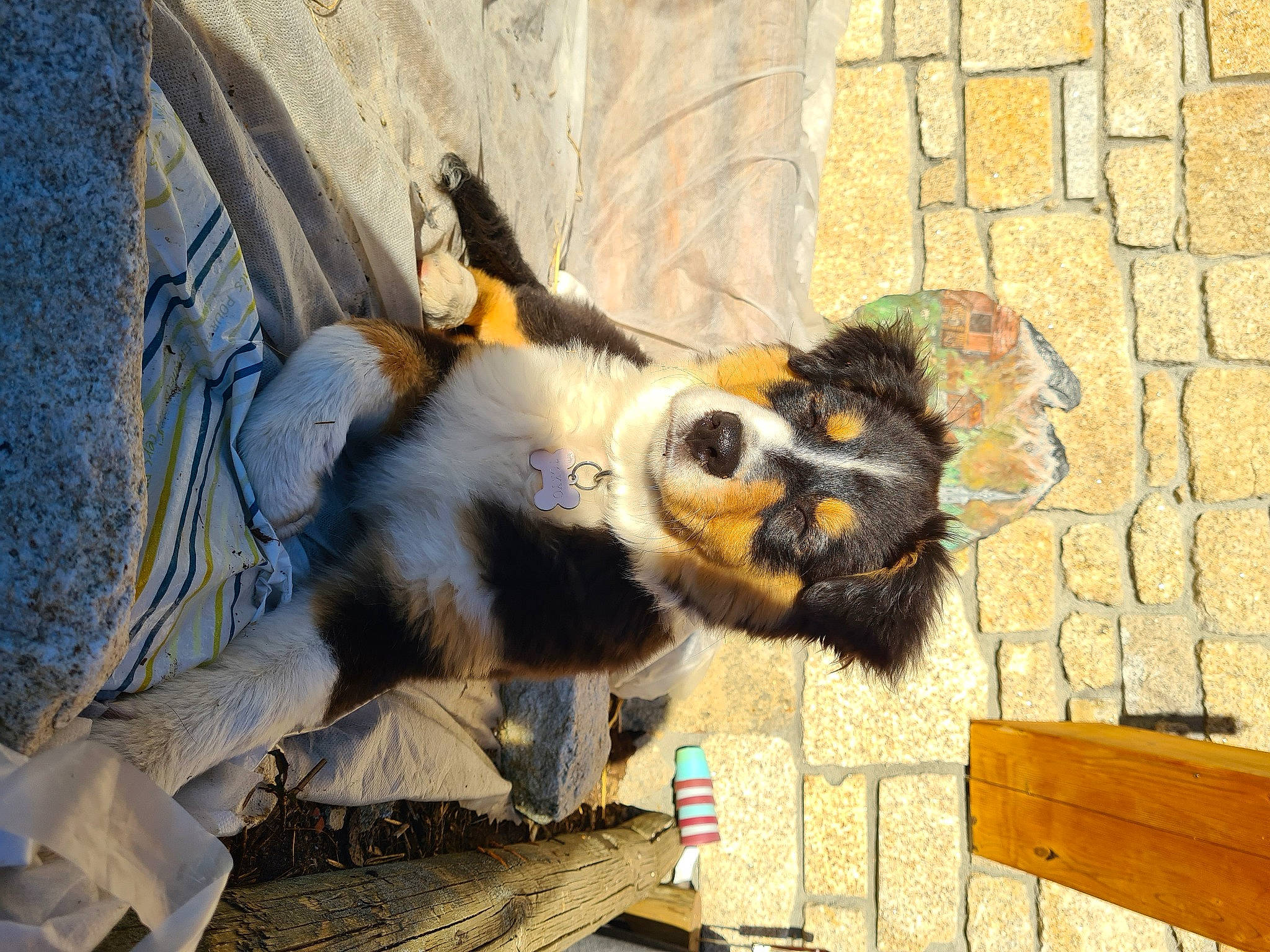 Tokyo a rejoint le concours — aidez-le/la à gagner de superbes lots ! art, brick, brickwork, canidae, carnivore, companion_dog, dog_breed, fawn, felidae, fur, mural, snout, sporting_group, tail, terrestrial_animal, toy, visual_arts, whiskers, wildlife, wood