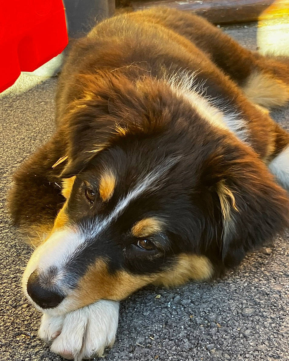 Tokyo participe au concours pour gagner de l'argent avec cette photo : australian_shepherd, canidae, carnivore, companion_dog, dog, dog_breed, fur, herding_dog, paw, snout, sporting_group, terrestrial_animal, whiskers, working_dog