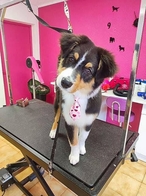 Tokyo a rejoint le concours — aidez-le/la à gagner de superbes lots ! canidae, carnivore, chair, collar, companion_dog, desk, dog, dog_breed, dog_supply, fashion_accessory, flooring, fur, herding_dog, magenta, picture_frame, room, sporting_group, tail, toy_dog, working_dog