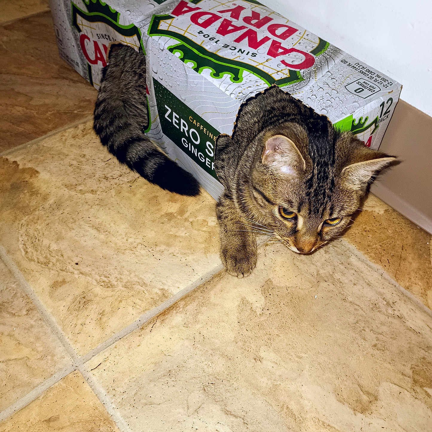 Alley Belle is registered to the contest to win money with this photo: abyssinian, animal, architecture, box, building, cardboard, carton, cat, couch, flagstone, furniture, hardwood, indoors, kitten, manx, path, pet, slate, walkway, wood