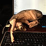 cat, sphynx_cat, hairless_cat, pet, animal, laptop, computer, keyboard, indoors, home, desk, technology, sleeping, lying_down, upside_down, closeup, brown, black, funny, cozy