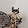 Grizzly participe au concours pour gagner de l'argent avec cette photo : cat, tabby, paw, stretching, plush, cat_tree, indoor, fur, claws, relaxed, pet, animal, whiskers, ears, face, blue_eyes, feline, cozy, home, resting