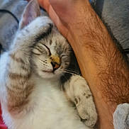 Grizzly a rejoint le concours — aidez-le/la à gagner de superbes lots ! kitten, sleeping, paw, human_arm, furry, close_up, resting, cute, pet, animal, indoor, comfort, relaxation, whiskers, tabby, fur, napping, domestic_cat, snuggle, peaceful