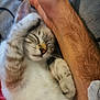 kitten, sleeping, paw, human_arm, furry, close_up, resting, cute, pet, animal, indoor, comfort, relaxation, whiskers, tabby, fur, napping, domestic_cat, snuggle, peaceful