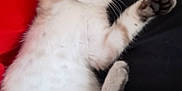 Grizzly participe au concours pour gagner de l'argent avec cette photo : kitten, sleeping, cat, fur, paws, relaxed, nap, cute, animal, pet, whiskers, striped, soft, domestic_cat, resting, indoor, feline, closeup, adorable, peaceful