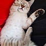 kitten, sleeping, cat, fur, paws, relaxed, nap, cute, animal, pet, whiskers, striped, soft, domestic_cat, resting, indoor, feline, closeup, adorable, peaceful
