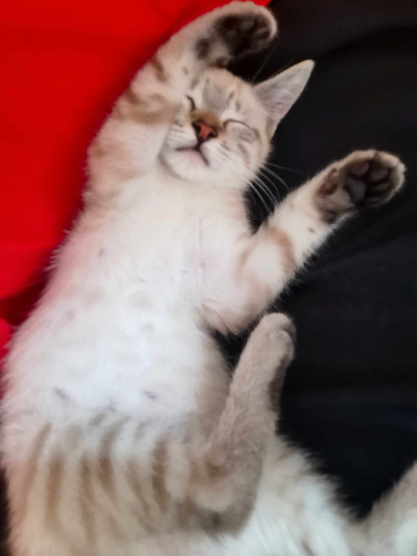 Grizzly participe au concours pour gagner de l'argent avec cette photo : kitten, sleeping, cat, fur, paws, relaxed, nap, cute, animal, pet, whiskers, striped, soft, domestic_cat, resting, indoor, feline, closeup, adorable, peaceful